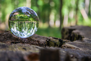 Glaskugel liegt auf einem Buamstamm Welt umgedreht verdreht Blick durch die Kugel Crystal ball