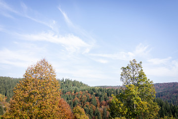 Trees woodland forest rural countryside