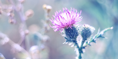 Pink purple thistle flower on a beautiful toned background. Beautiful spring and summer nature. Selective soft focus.