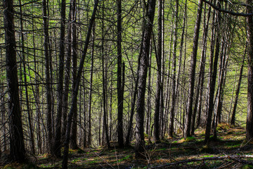 Naklejka premium spring trekking in the Maira Valley