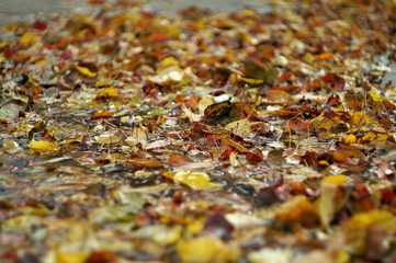 autumn leaves background
