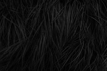 Vegetable black background - dark large and fine herbs texture - natural black and white background
