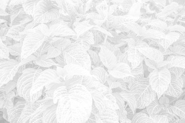 Vegetable white background - white leaf texture - natural black and white background