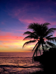 Sunset on the beach, silhouette of palm tree in ocean.