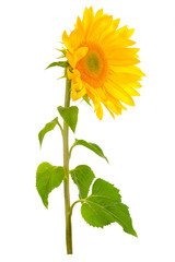 Sunflower flower with green leaves Isolated on white