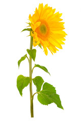 Fototapeta premium Sunflower flower with green leaves Isolated on white