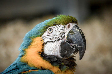 Portrait d'un ara curieux sur une branche