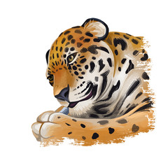 Jaguar portrait closeup of animal. Panthera once type of carnivore fauna. Wildlife of South America, drawn mammal with furry coat. Feline big cat with snout, watercolor digital art illustration