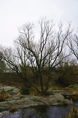 Gloomy garden of Radomyskl' castle 4/01/2010