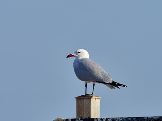 Audouin’s gull, Larus audouinii, perched on a pole, in the albufera de Valencia, Spain
