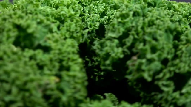 Macro view of kale green leaves close up background 4K