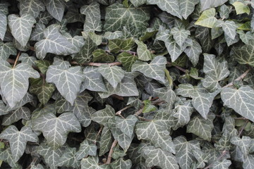 GREEN IVY