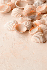 Fototapeta na wymiar Seashells from the beach in delicate colors
