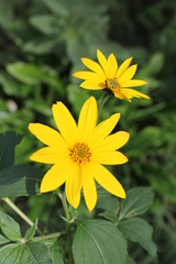 Fleur de topinambour