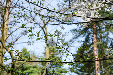 ジンダイアケボノ