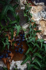 Entanglement of grapes.
Radomyshl' castle 4/01/2020