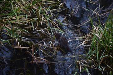 Least weasel.
Radomyshl' castle 4/01/2020