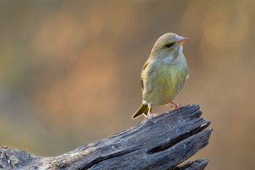 Greenfinch bird, female sitting on branch at sunset. Looking for food in forest.  Genus species Carduelis chloris.