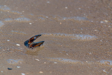 seashell on the ocean, background