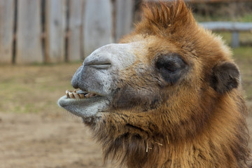 Portrait of Bactrian camel from a  profile in the zoo park. (Camelus ferus)