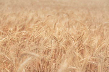 spike of ripe wheat close up on a field