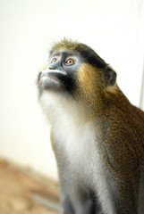 Portrait d'un beau petit singe au visage bleu et or