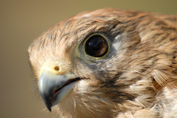 Portrait d'un faucon européen
