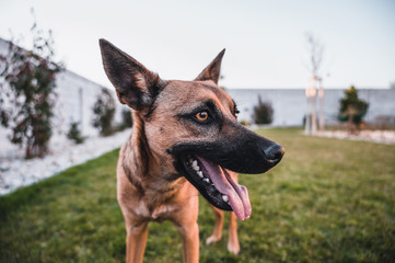 Dog with tongue out. Brown dog portrait. Small dog in garden. Brown dog by sunset.