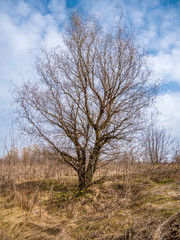 Wavy, winding tree with blue sky in the background. Single tree landscape.