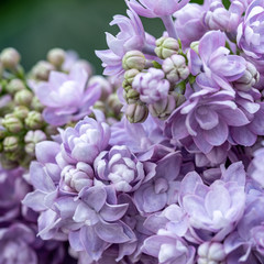 close-up of lilacs on blurred background
