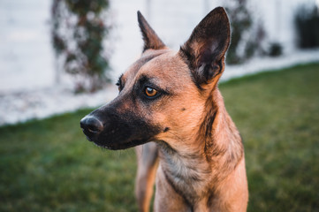 Brown dog portrait. Small dog in garden. Brown dog by sunset.