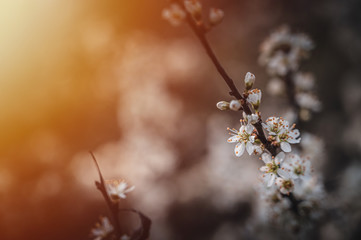 Blooming sloe flowers close up.
Small white flowers on dark background.
White flowers close up.