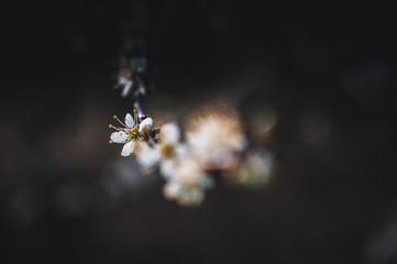 Blooming sloe flowers close up.
Small white flowers on dark background.
White flowers close up.