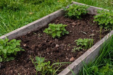 vegetable garden in the garden,green strawberry bushes in the spring