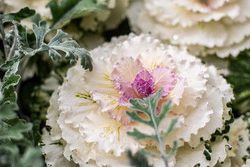 Amazing blooming decorative purple cabbage in garden. Spectacular leaves