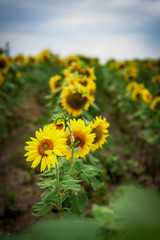 field with yellow sunflowers on a cloudy summer day