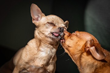 Cute dogs care, enjoy the sun.