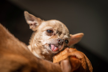 Cute dogs care, enjoy the sun.