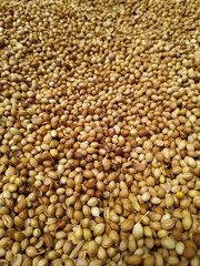  Dried coriander seeds arranged as background. Dhaniya Nepal