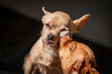 Obraz premium Cute dogs care, enjoy the sun.