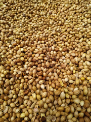  Dried coriander seeds arranged as background. Dhaniya Nepal