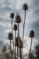 Dry thistles close up. Dark sky in background.