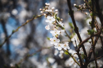 Blossoming flowers of cherry close up. Flowers of cheery on bright background. Spring theme. 