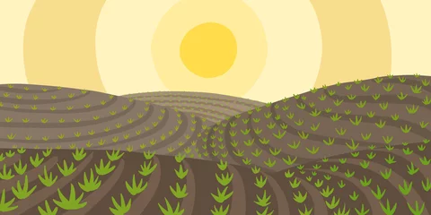 Keuken spatwand met foto Agricultural field landscape. Growing young plant shoots. Plowed earth. Brown dirt. Crops began to sprout in the spring soil. Vector colour hand-drawn. © ilyakalinin