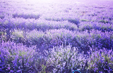 Obraz premium beautiful lavender field at sunset.Sunset over a violet lavender field in Provence