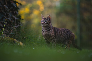 Hauskatze im Garten