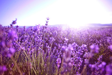 Fototapeta na wymiar beautiful lavender field at sunset.Sunset over a violet lavender field in Provence