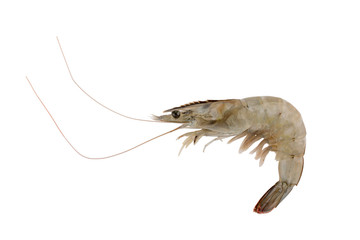 Fresh Vannamei shrimp, whiteleg shrimp, Pacific white shrimp or king prawn isolated on white.