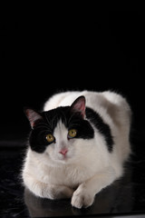 black and white cat