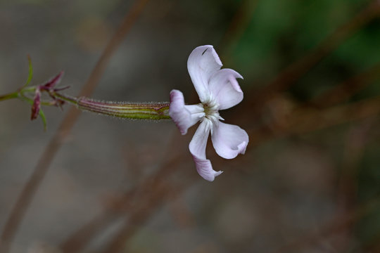 Silene paradoxa, a catchfly species, Greece